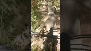 Skinny’s #shorts #mountainbike #mtb #jumps...