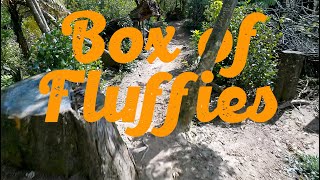 Fluffy Ducks - The way home