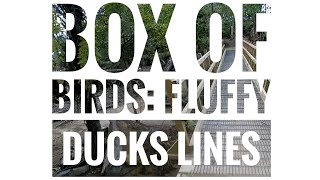 Box of Birds - Fluffy Duck Lines - Mountain...