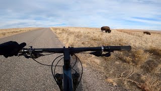 They’re Bison! Antelope Island Winter MTB...