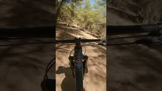 Bike Meets Tree
