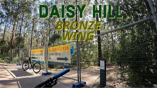 Daisy Hill | BRONZE WING | Queensland...