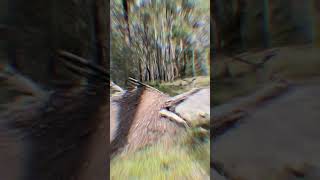 I found a hip jump! #shorts #mtb #mountainbike...