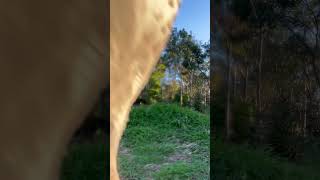 A bird just licked my camera... #shorts #bird...