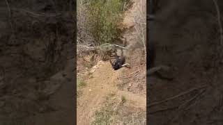Oh no #asmr #mountainbike #jumps #crash...