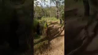 This place was sick #mountainbike #asmr #jumps...