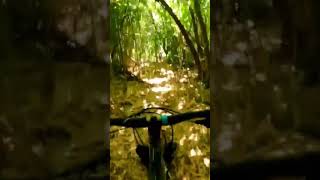 That’s bamboo ? #asmr #mountainbike...