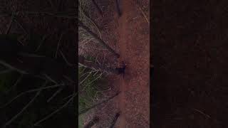 Exploring new Trails