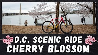 Scenic bike RIDE Cherry Blossom