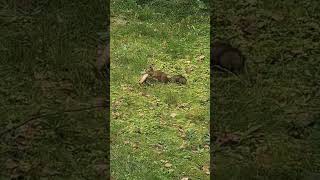 Time for part 2 - see how squirrel attacks an...