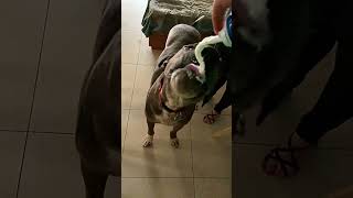 Great Dane vs whipped cream! #slowmo...