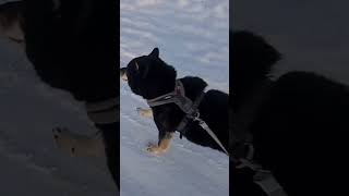 Walks with shiba are not boring! Mitten thief...