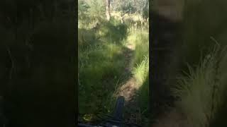 Dumb crash #crash #mtb #mountainbike #wipeout