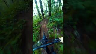 Tight in the TREES!!
