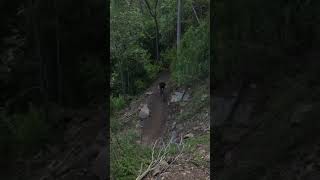 Through the trees #asmr #mountainbike #mtb...