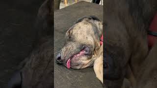Great Dane dreaming #shorts #short #ytshorts...
