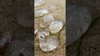 I think these are Jellyfish but I’m not 100%...