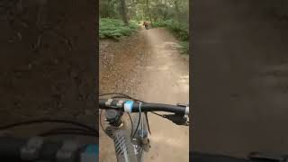 Following #shorts #mtb