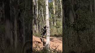 Within the forests #shorts #mtb #drop #jumps