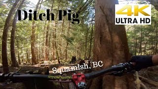 Ditch Pig / Loam Pig / Ditch Pig in 4K in...