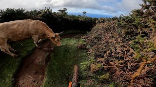#shorts I ALMOST GET HIT BY A BULL #mtb #bike...