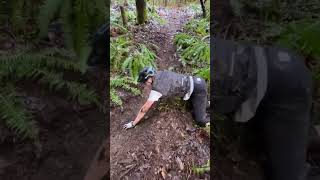 The tree just snapped him! #shorts #short...