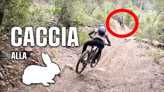 Caccia alla lepre su VeeTire
