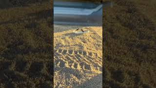 Elanor blames a rattlesnake for chewing on my...