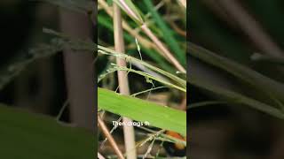 Ginormous Australian Wasp #spiderwasp