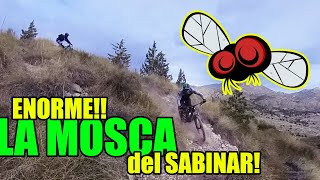 La Mosca del SABINAR 1ra vez. TELA