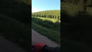 Trying to spot a moose.