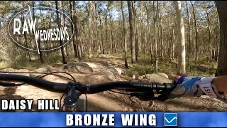 BRONZE WING | Daisy Hill | RAW WEDNESDAYS