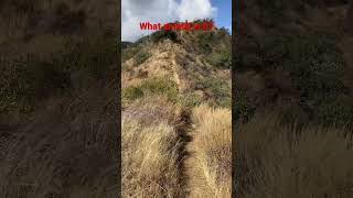 Have you seen this animal? #shortvideo...