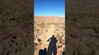 The Desert is in Bloom! #2