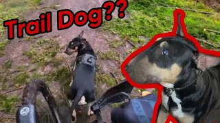 COULD OUR ENGLISH BULL TERRIER BECOME A TRAIL...