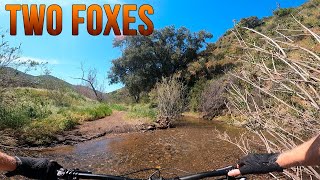 Two Foxes Trail After the Rain - 4/6/23 -...