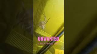 Unwanted visitor in my tent