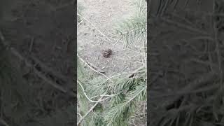 Rare moment on the MTB trail…