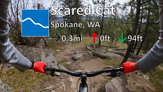 Scared Cat - Beacon Hill - Spokane, WA