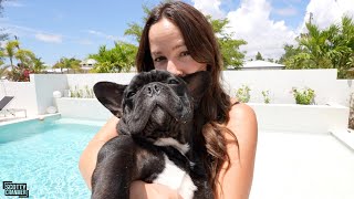 Day In The Life Of The CUTEST French Bulldog...