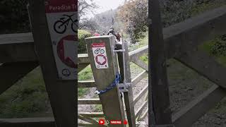 MTB It's All Pain Now. #mtbshorts