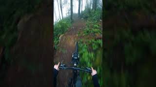 Lush, Steep Woods!