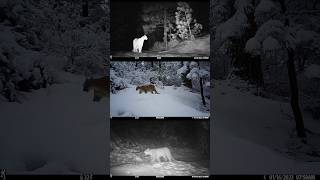 Every mountain lion sighting at Everstoke so...