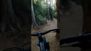 Tasmania is amazing for mountain biking #mtb...