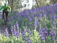 Trails in the North - Givat HaMore