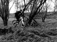 Wakerley Great Wood / 22-04-2016 / One Last Hurrah