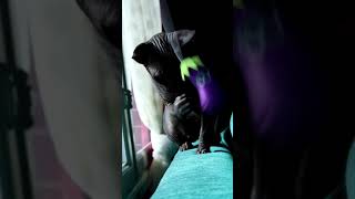 Beautiful sphinx cat playing for a minute...
