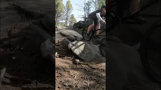 Rock Roll vs RSD Sergeant V5