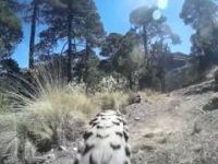 Ruta del Lince (Perote Ver.)