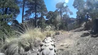 Ruta del Lince (Perote Ver.)
